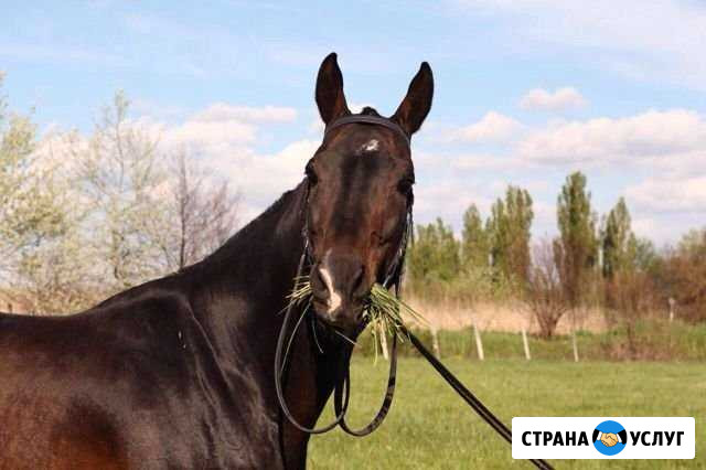 Прокат на лошадях Ахтырский - изображение 1