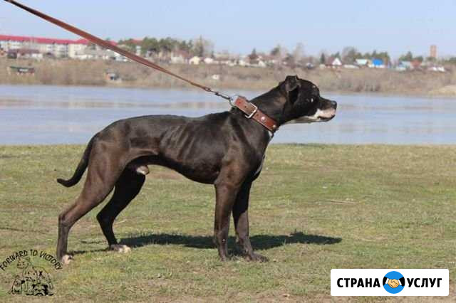 Вязка апбт Бийск - изображение 1