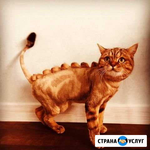 Стрижка и уход за вашими любимцами Ульяновск - изображение 1