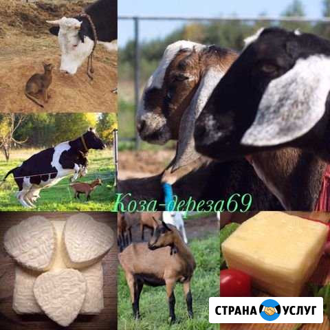 Козье молоко Кимры - изображение 1