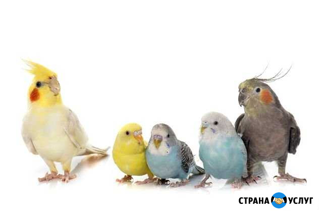 Передержка птиц Сургут - изображение 1