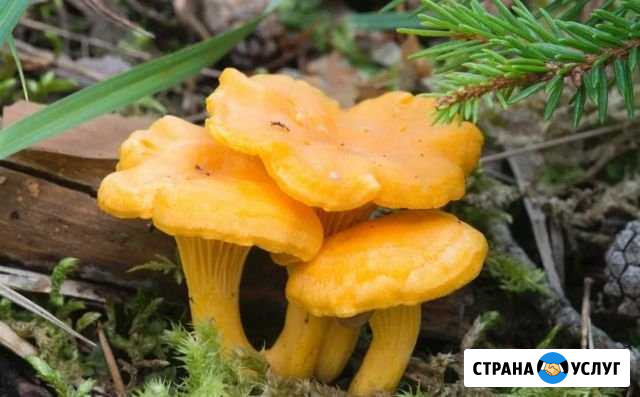 Грибы лисички Домодедово - изображение 1