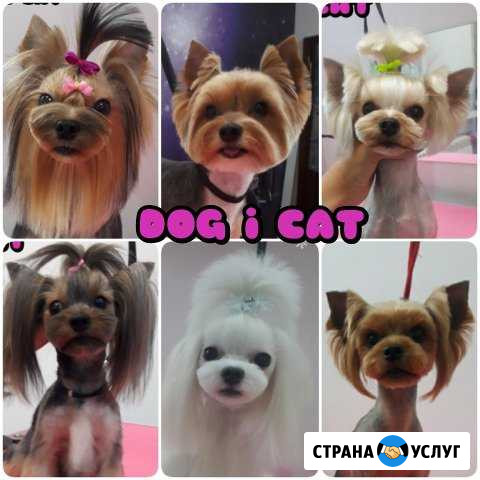 Стрижка собак и кошек Хабаровск - изображение 1
