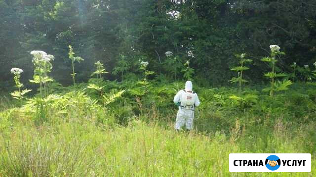 Борьба с борщевиком Йошкар-Ола - изображение 1