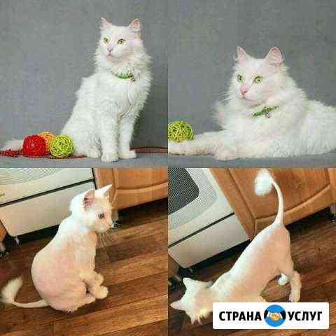 Стрижка кошек выезд на дом Красноярск