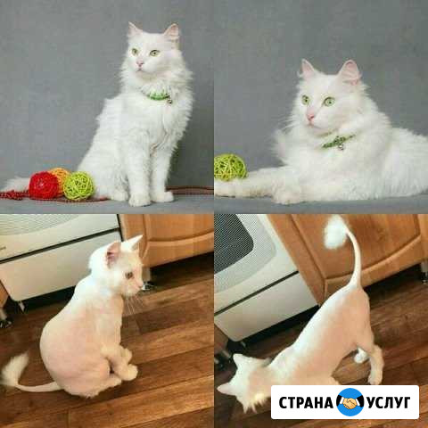 Стрижка кошек выезд на дом Красноярск - изображение 1