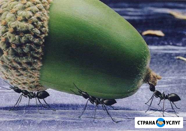 Переезды-грузчики Калининград - изображение 1