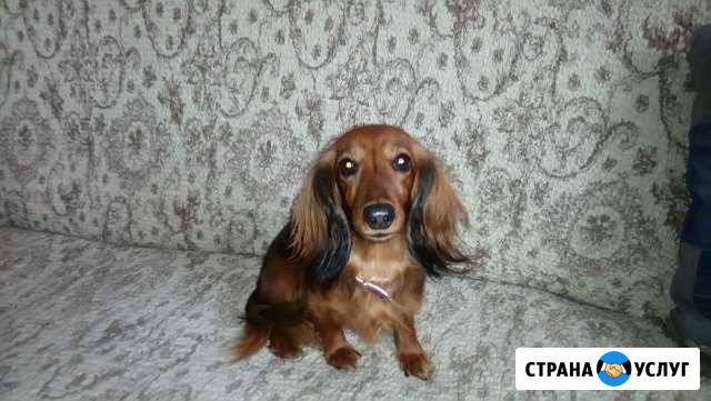 Девочка таксы на вязку Новокузнецк - изображение 1