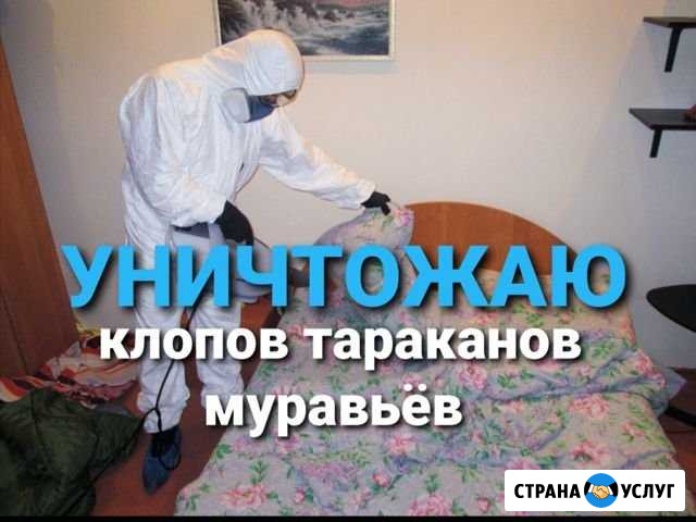 Уничтожение клопов тараканов муравьёв клещей Красн Красноярск - изображение 1