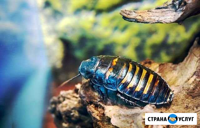 Уничтожение тараканов и других насекомых, гарантия Владимир - изображение 1