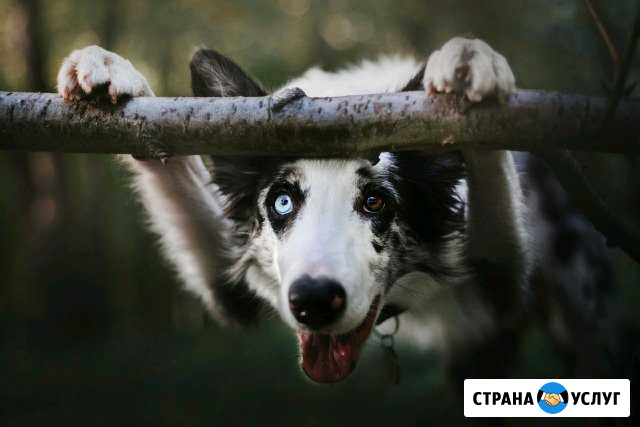 Занятия с собаками Новокузнецк - изображение 1