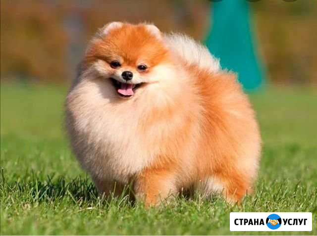 Выгул собак Череповец - изображение 1