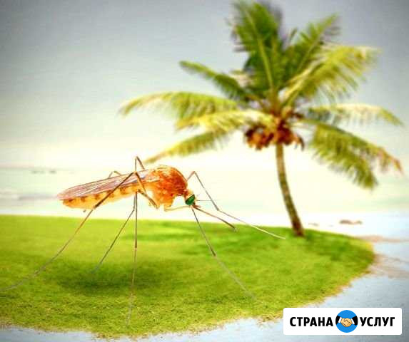 Уничтожение насекомых грызунов плесени. Гарантия Тверь - изображение 1