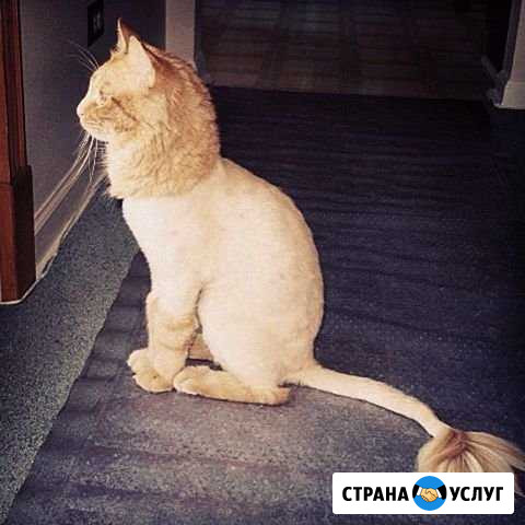 Стрижка Курган - изображение 1
