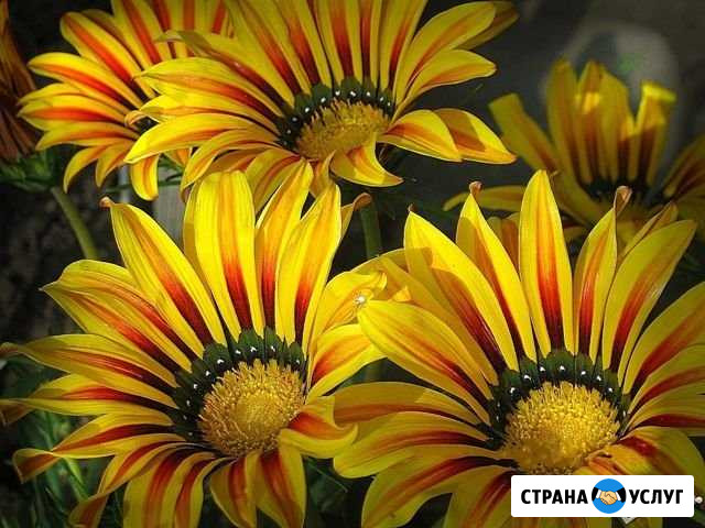 Озеленение Южноуральск - изображение 1