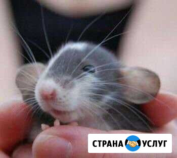 Передержка грызунов и улиток Истра - изображение 1