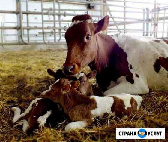 Искусственное осеменение крс Среднеуральск