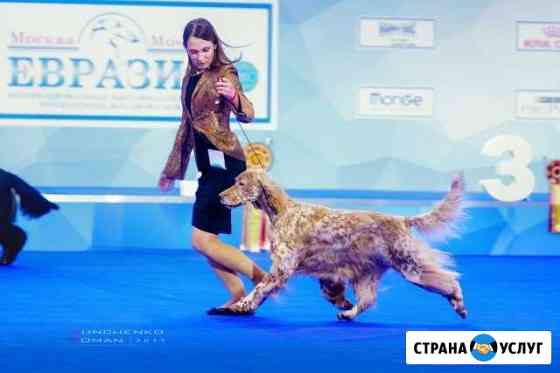 Услуги хендлера Белгород