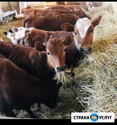 Сельхоз бизнес ищет партнеров Вагай - изображение 1