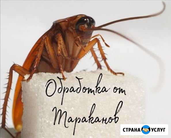 Уничтожение Насекомых-Вредителей Псков - изображение 1