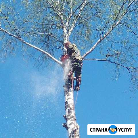Спил деревьев, вырубка, валка, обрезка деревьев Череповец - изображение 1