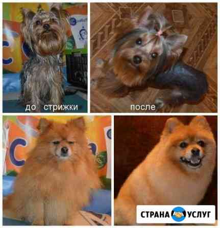 Груминг стрижка. Передержка собак мелких пород Ярославль