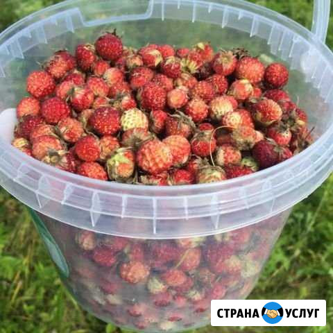 Клубника Юрга - изображение 1