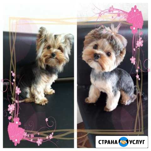 Стрижка собак и кошек. Груминг Оренбург - изображение 1