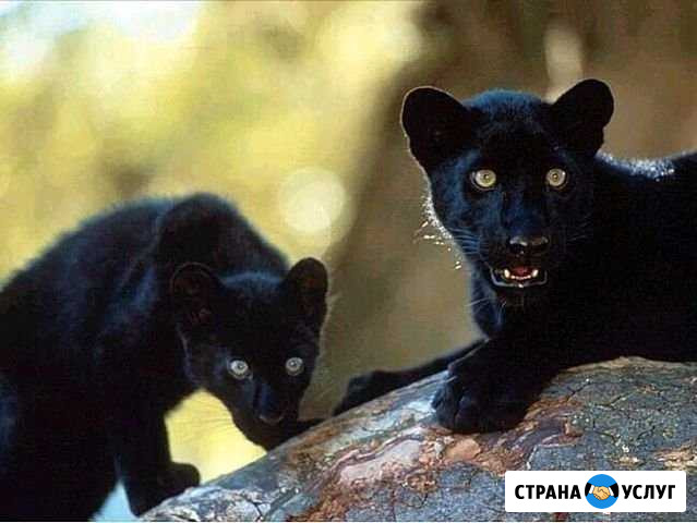 Разовые поручения Симферополь - изображение 1