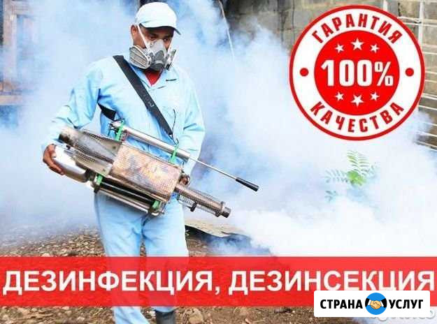 Уничтожение клопов,тараканов, короеда-Бийск Бийск - изображение 1