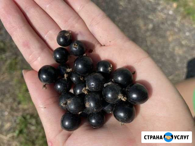 Смородина и малина Юрга - изображение 1