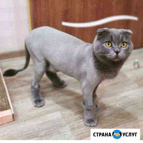 Экспресс-Стрижка кошек котов Красноярск