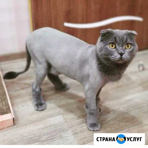 Экспресс-Стрижка кошек котов Красноярск - изображение 1