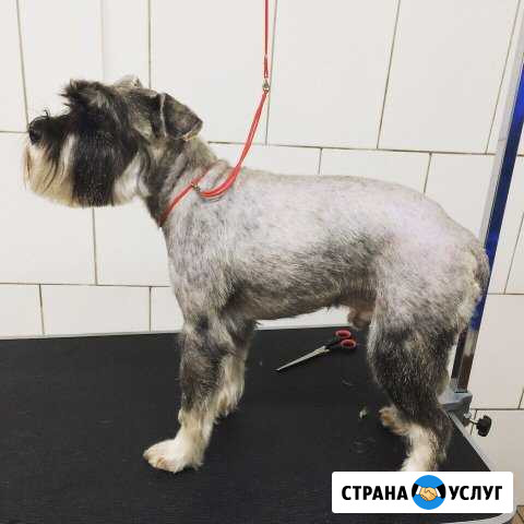 Стрижка собак Рыбинск - изображение 1