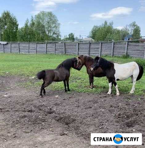 Пони на праздник Выкса - изображение 1