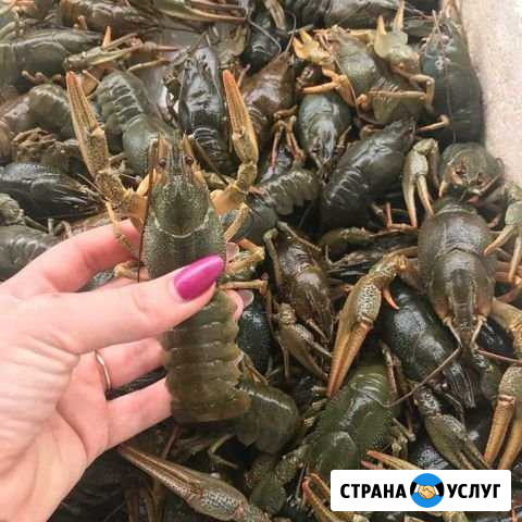 Раки живые Междуреченск - изображение 1