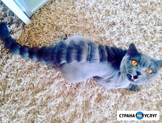 Стрижка кошек и собак Белгород - изображение 1
