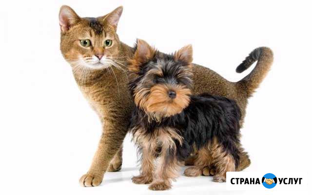 Стрижки собак и кошек Ачинск - изображение 1