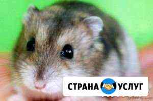 Передержка домашних питомцев Казань
