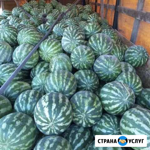 Арбузы оптом Соль-Илецк Оренбург - изображение 1