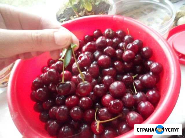 Вишня Курган - изображение 1