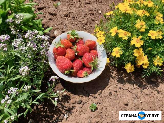 Продам клубнику Братск - изображение 1