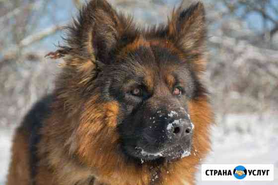 Немецкая овчарка. Кобель Смоленск