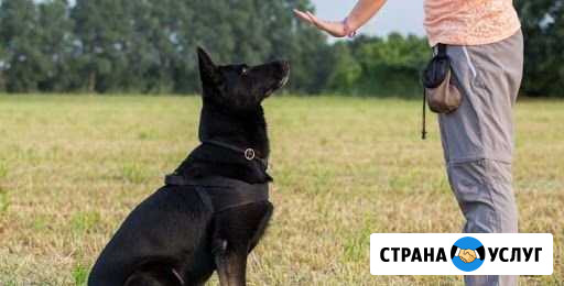 Дрессировка собак Кыштым - изображение 1
