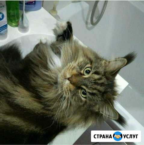 Ветеринарный врач на дом круглосуточно Уфа - изображение 1