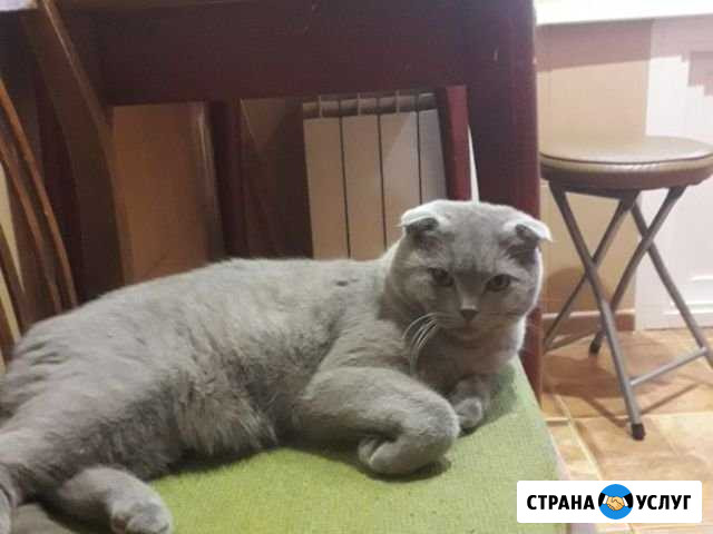 Шотландский вислоухий кот на вязку Тверь - изображение 1