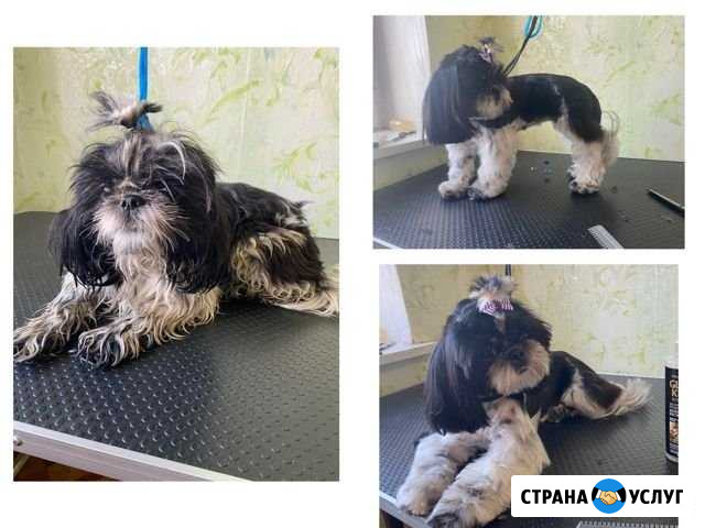 Стрижка собак и кошек Орёл - изображение 1