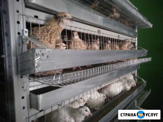 Инкубационные перепелиные яйца Симферополь - изображение 1