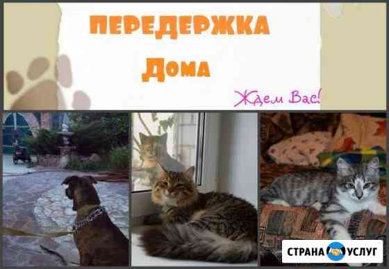 Передержка для ваших питомцев Саратов