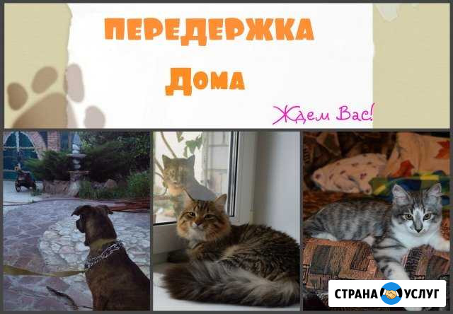 Передержка для ваших питомцев Саратов - изображение 1